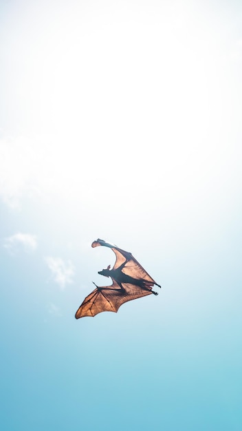 写真 空に向かって飛ぶコウモリの低角度の景色