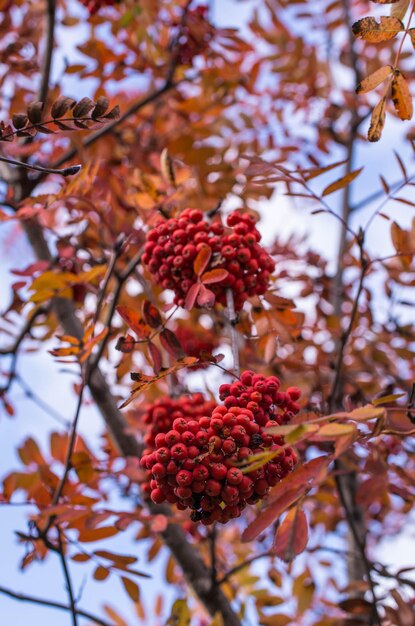 写真 秋の木のベリーの低角度の眺め