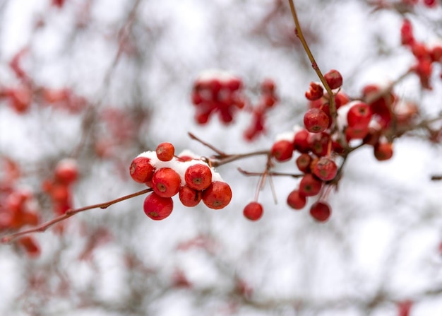Фото Низкий угол зрения ягод на дереве