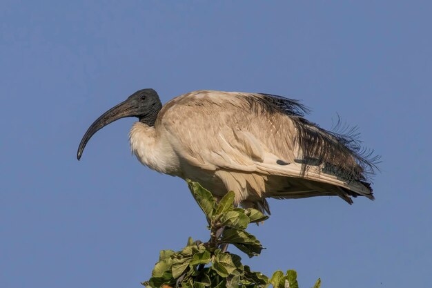 写真 晴れた空を背景に低角度の鳥の景色