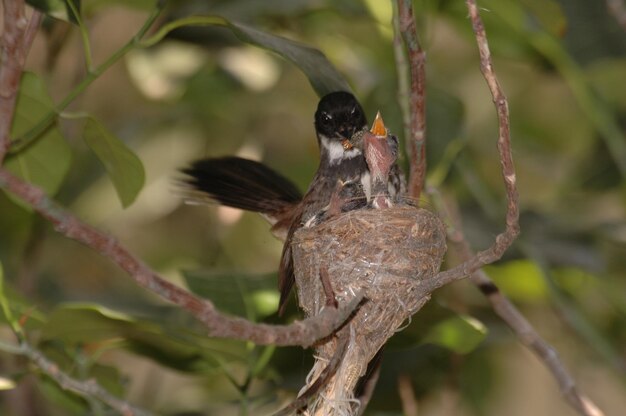 写真 巣で ⁇ を養う鳥の低角度の視点