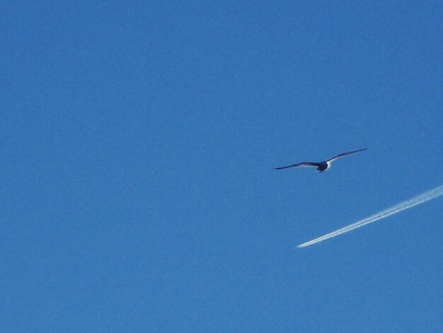 写真 青い空を背景に飛ぶ鳥の低角度の景色