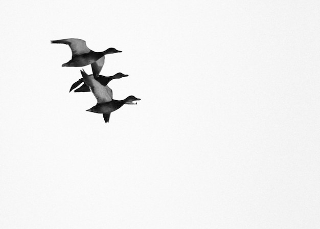 写真 晴れた空に飛ぶ鳥の低角度の景色