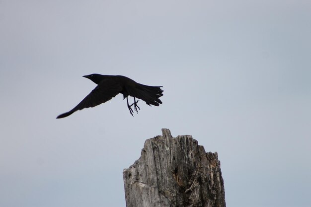 Фото Низкоугольный вид птицы, летящей на чистом небе