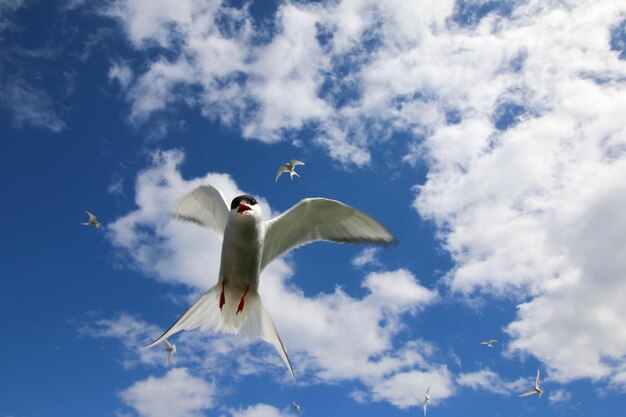 写真 空に向かって飛ぶ鳥の低角度の景色