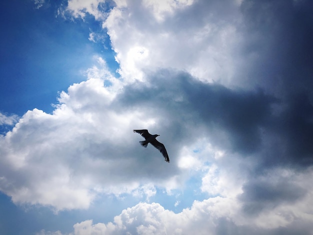 写真 空に向かって飛ぶ鳥の低角度の景色