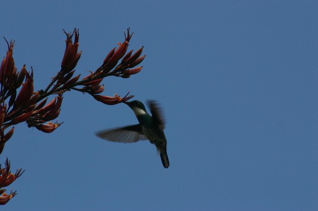 Фото Низкоугольный вид птицы, летящей в небе