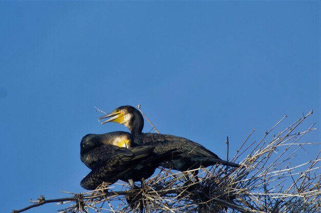 写真 澄んだ青い空を背景に座っている鳥の低角度の景色