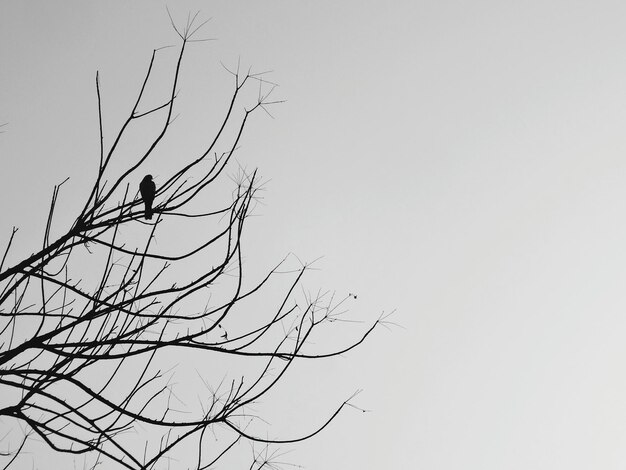 사진 은 하늘을 배경으로 벌거벗은 나무에 앉아있는 새의 낮은 각도 시각