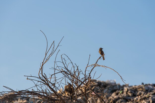 写真 明るい空の向こうの枝に座っている鳥の低角度の景色