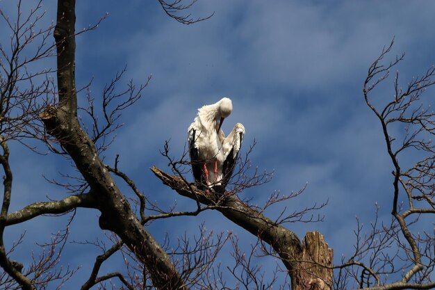 写真 空の向こうの枝に座っている鳥の低角度の景色