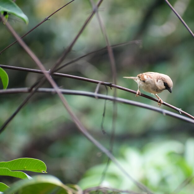 写真 枝に座っている鳥の低角度の眺め