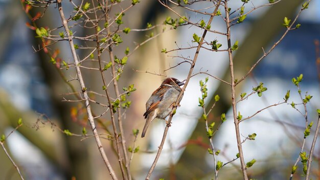 写真 枝に座っている鳥の低角度の眺め