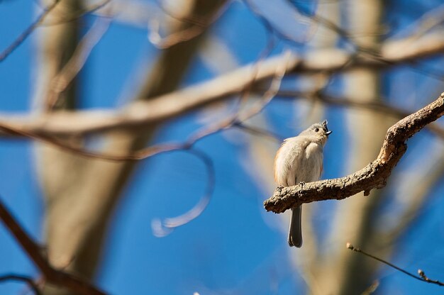 写真 枝に座っている鳥の低角度の眺め