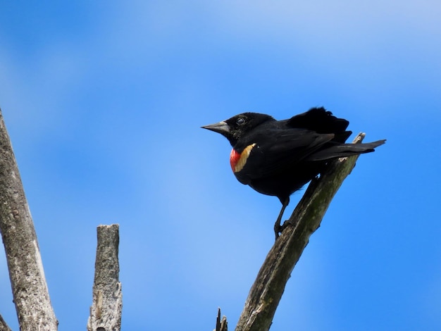 写真 枝に座っている鳥の低角度の眺め