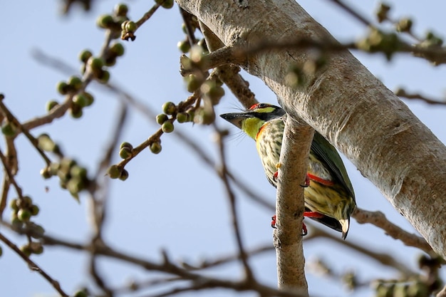 写真 枝に座っている鳥の低角度の視点