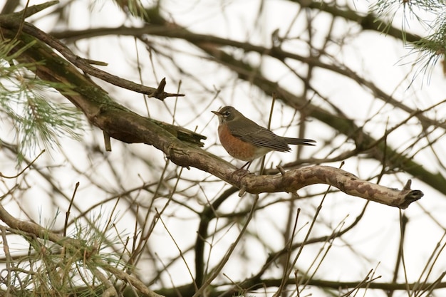 写真 枝に座っている鳥の低角度の眺め