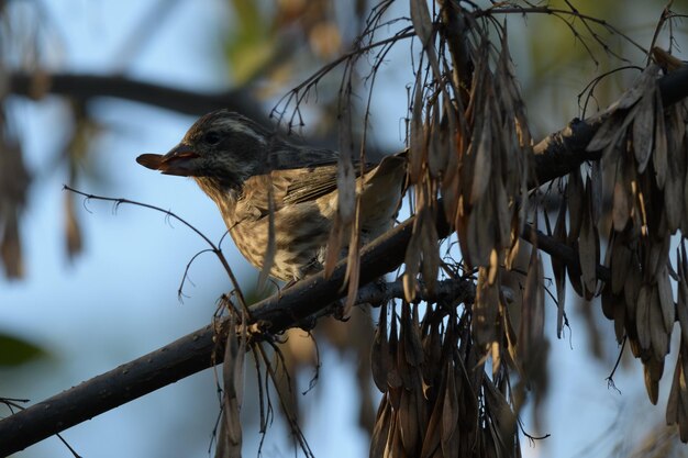 写真 枝に座っている鳥の低角度の視点