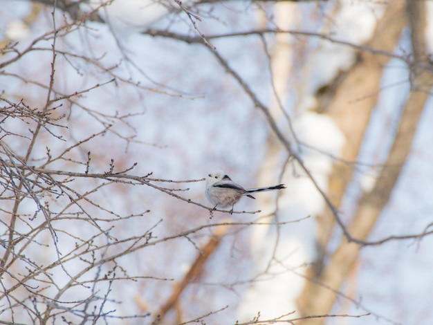 사진 나가지 에 앉아 있는 새 의 낮은 각도 의 모습
