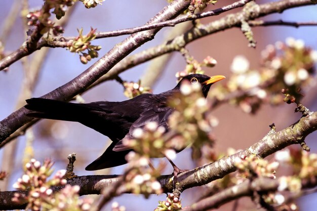 写真 枝に座っている鳥の低角度の眺め