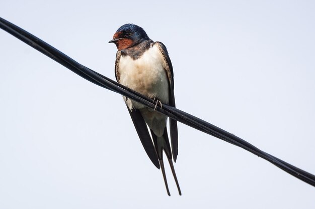 写真 明るい空に照らしてケーブルに座っている鳥の低角度の景色