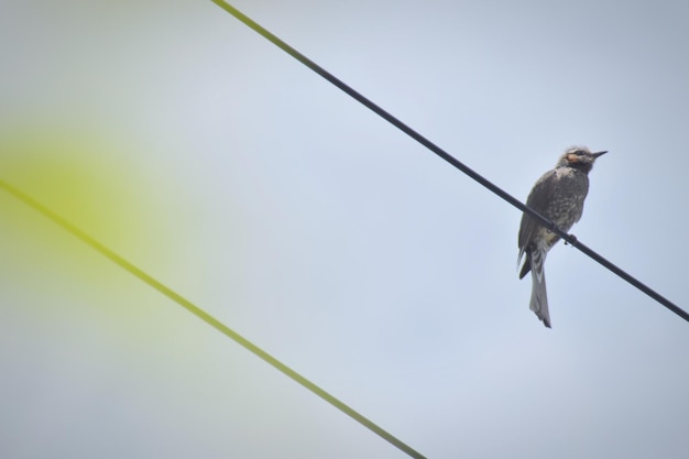 写真 空に向かってケーブルに座っている鳥の低角度の景色