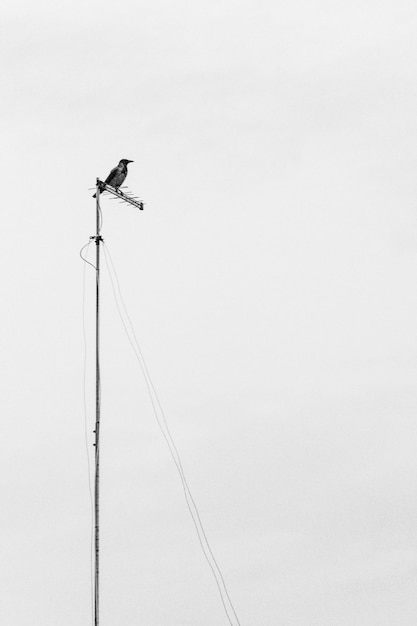 Фото Низкоугольный вид птицы, сидящей на кабеле на фоне неба
