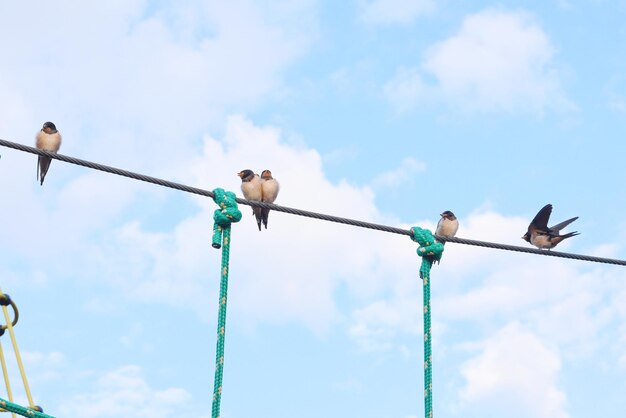 写真 空に向かってケーブルに座っている鳥の低角度の景色