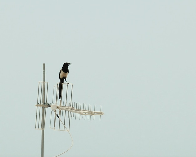 Фото Низкоугольный вид птицы, сидящей на металлическом столбе на чистом небе