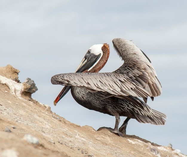 写真 岩の上に座っている鳥の低角度の景色