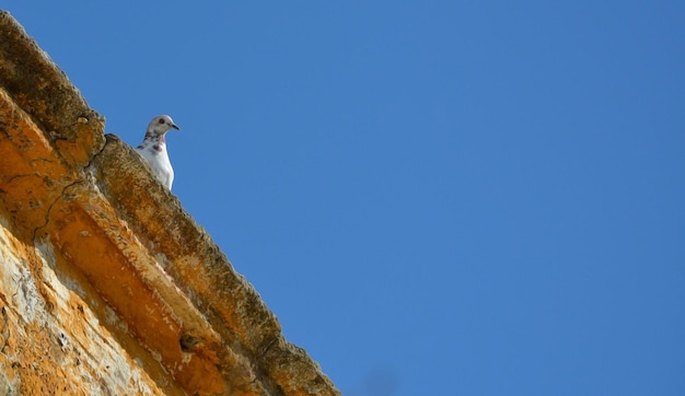 写真 澄んだ青い空に照らして屋根の上に座っている鳥の低角度の景色