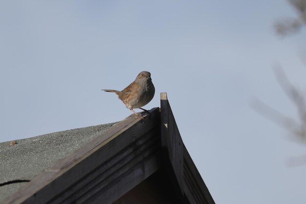 写真 明るい空の前で屋根の上に座っている鳥の低角度の景色