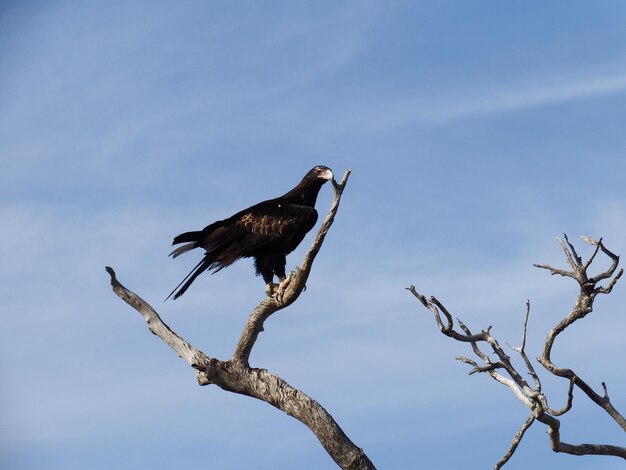 写真 空の向こうの木の上に座っている鳥の低角度の景色