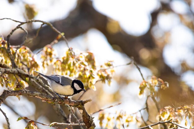 Фото Низкий угол зрения птицы, сидящей на дереве