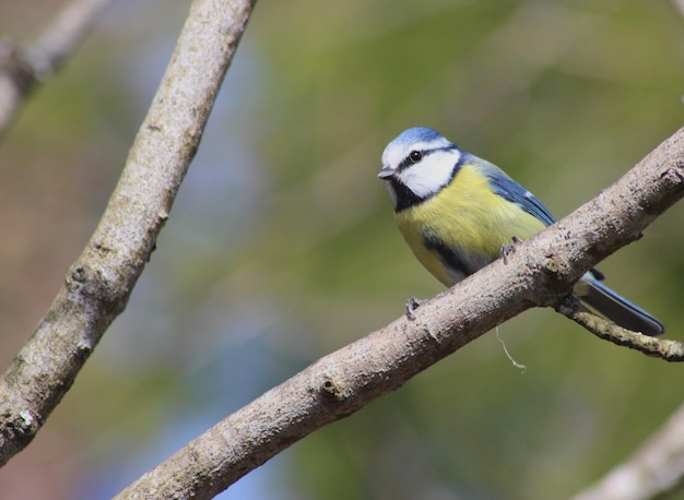 写真 木に座っている鳥の低角度の眺め