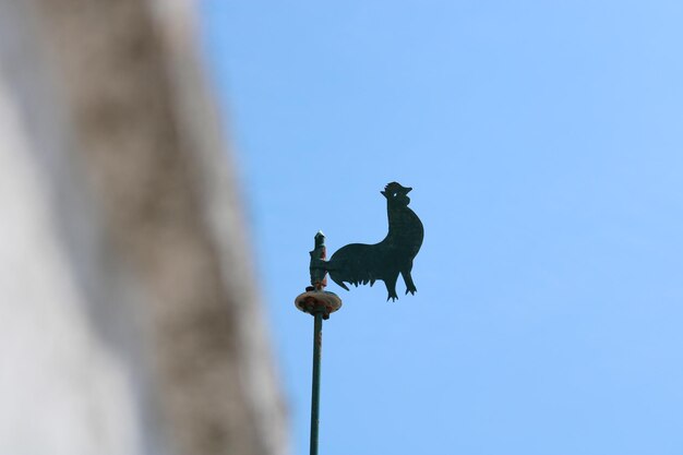 写真 澄んだ青い空に照らされた鳥の ⁇ 像の低角度の眺め