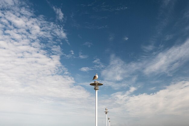 사진 하늘 에 맞서 바다 에 있는 기둥 에 앉아 있는 새 들 의 낮은 각도 시각