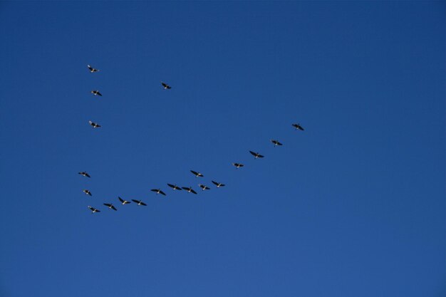 写真 澄んだ青い空を背景に飛ぶ鳥の低角度の景色