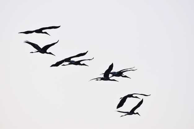 写真 晴れた空に飛ぶ鳥の低角度の景色