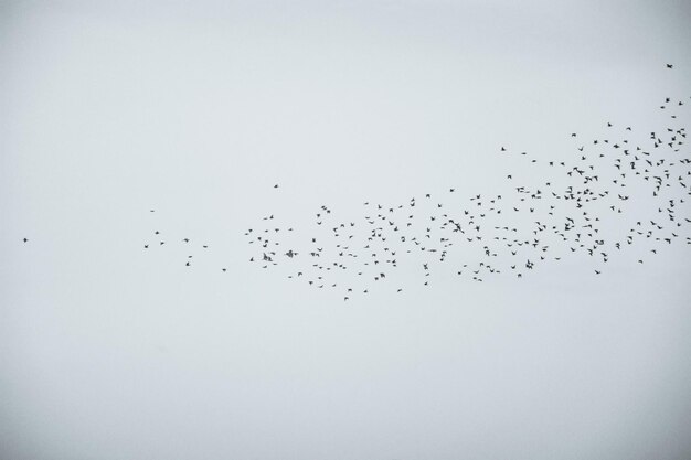 写真 晴れた空に照らして飛ぶ鳥の低角度の景色