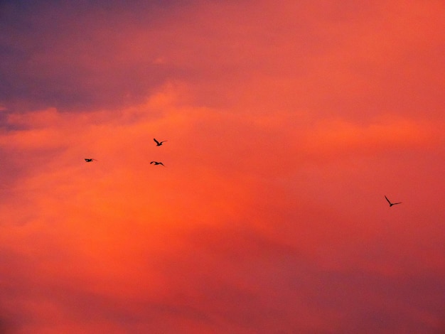 Фото Низкоугольный вид птиц, летящих на оранжевом небе