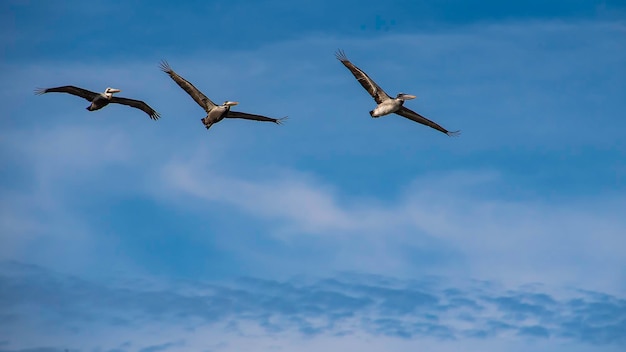 写真 空に向かって飛ぶ鳥の低角度の景色