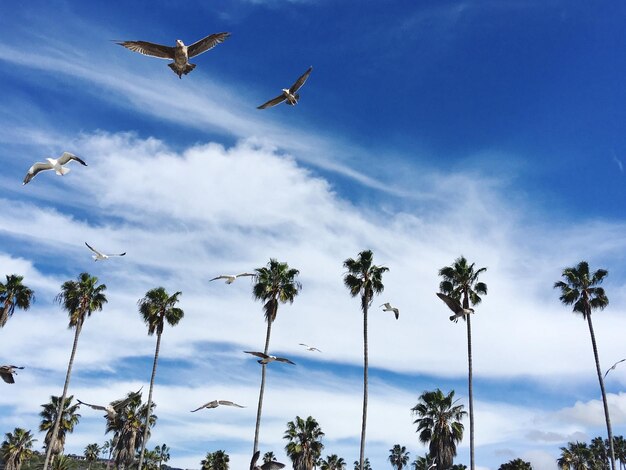 写真 空に向かって飛ぶ鳥の低角度の景色