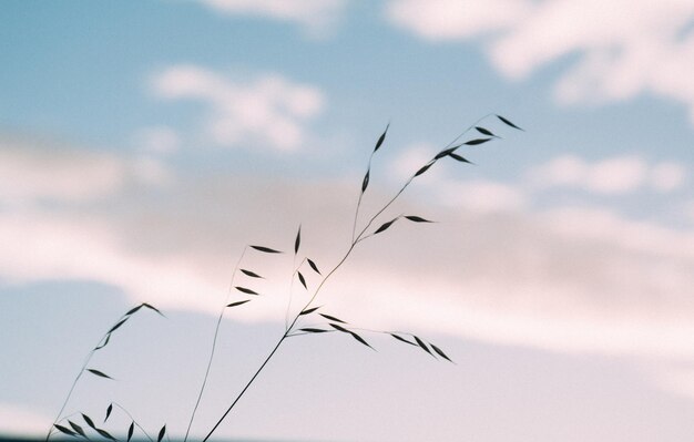 Фото Низкий угол зрения птиц, летящих против неба