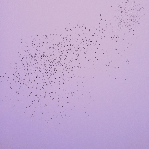 Фото Низкий угол зрения птиц, летящих в небе