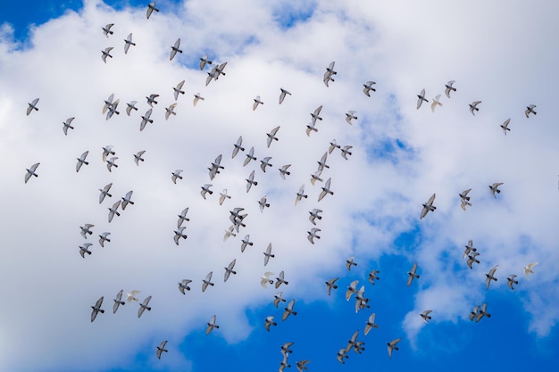 写真 空を飛ぶ鳥の低角度の景色