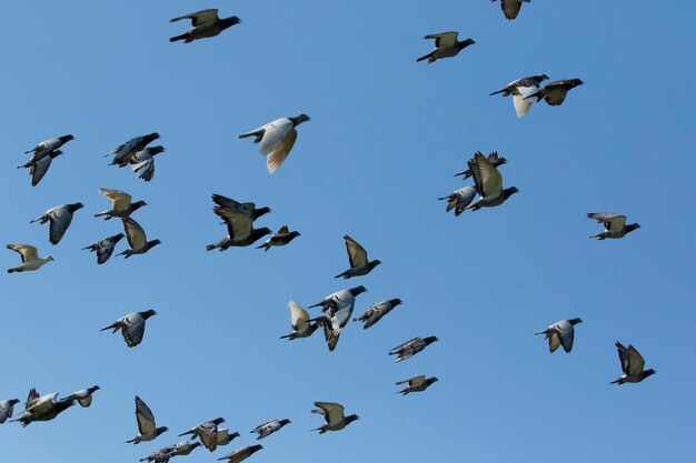 写真 空を飛ぶ鳥の低角度の景色