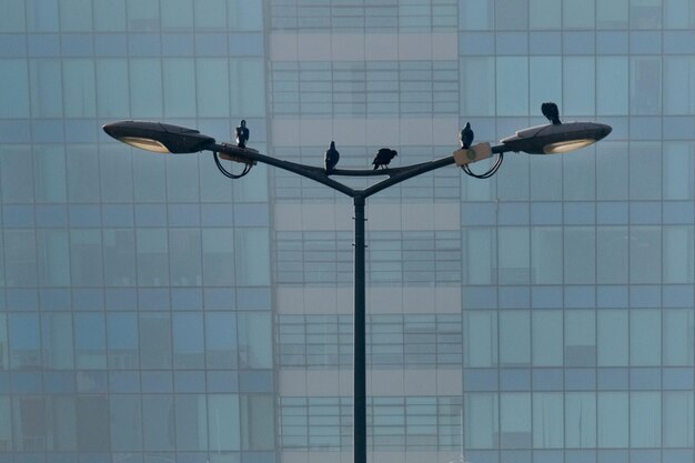 写真 建物上の鳥の低角度の眺め