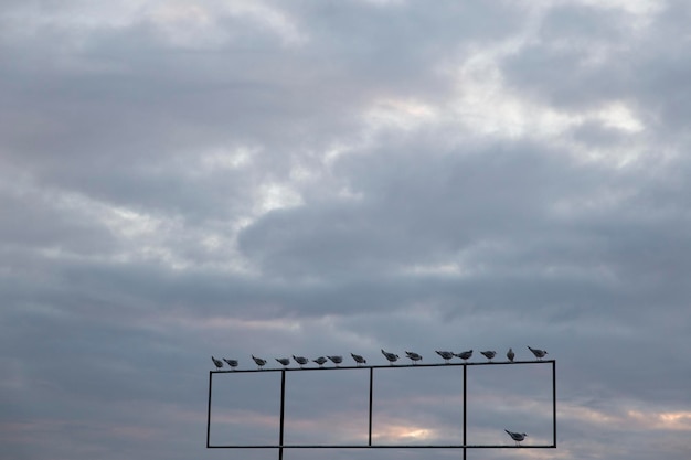 写真 天空を背景に金属構造物に座っている鳥の低角度の景色