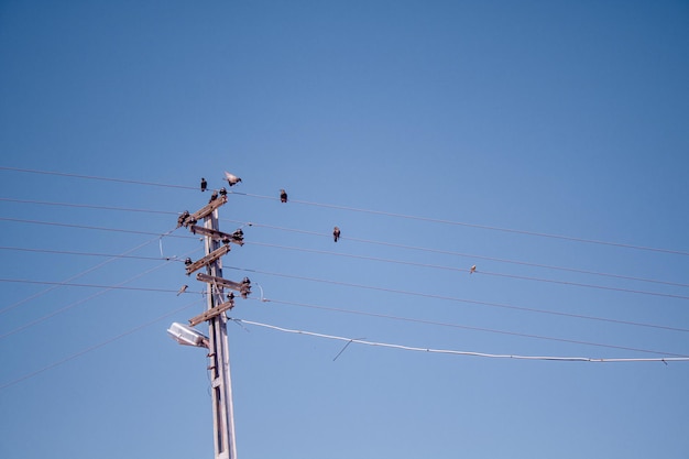 写真 明るい青い空に照らされて電線に座っている鳥の低角度の景色